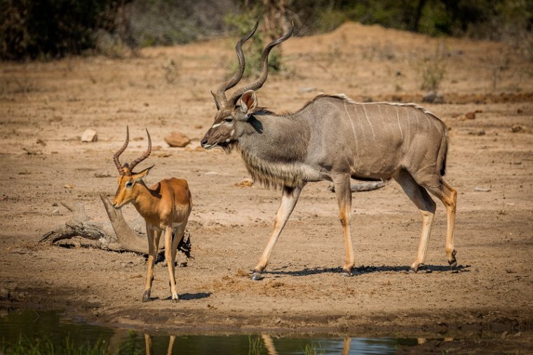 070 Kruger National Park, impala en koedoe.jpg